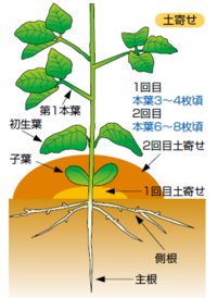 枝豆の鳥害について庭に枝豆の種を植えました。鳥に食べられやすいと聞 枝豆の鳥害について庭に枝豆の種を植えました。鳥に食べられやすいと聞