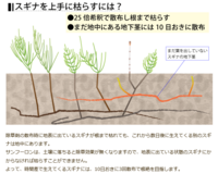 ドクダミ除去で相談です 毎年の戦いで土を掘って根から除去しているのですが Yahoo 知恵袋