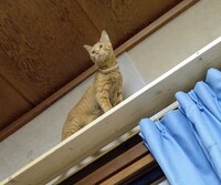 飼い猫の カーテンレールにのぼる対策について カーテンレールにのぼるのが危ないの 教えて 住まいの先生 Yahoo 不動産