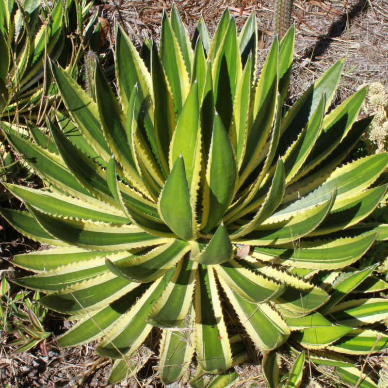 アガベ 五色万代 子株セット - 植物/観葉植物