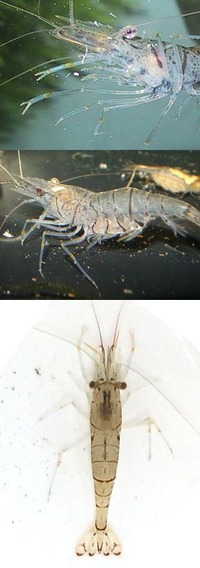 モエビ について教えて下さい 近くの川 愛知県内のさほど大きくない川です で Yahoo 知恵袋