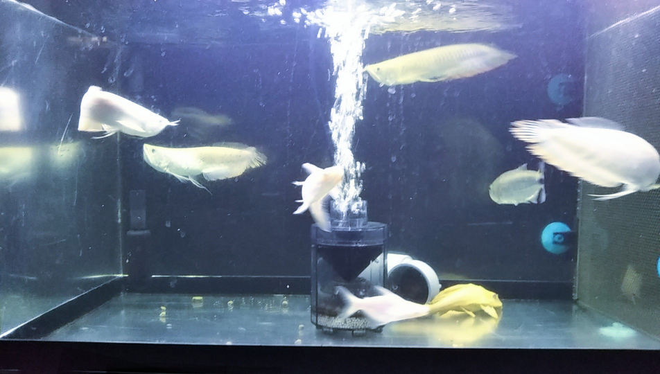ディスカス目の白濁、至急お願いします！すみません、どうかお知恵をお 