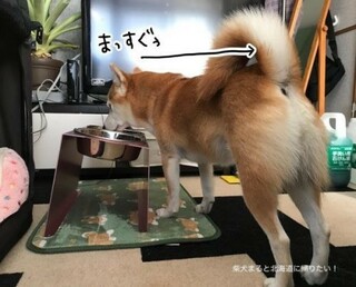 愛犬 柴犬 が食後にゲップをしました これは食事量が多かったの Yahoo 知恵袋