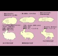 うさぎの体重について現在生後３か月を迎えたネザーランドドワー Yahoo 知恵袋