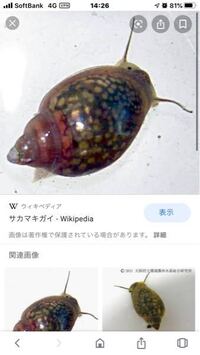 メダカの水槽にこのような貝がいます 一緒に生活しても大丈夫でしょうか Yahoo 知恵袋