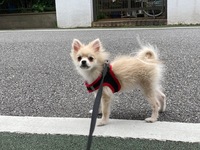 ポメラニアンを飼っている者です 4ヶ月の子犬なのですが Yahoo 知恵袋