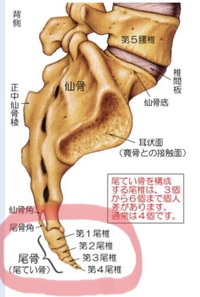 ここ2ヶ月ぐらい30分ぐらい座っていると尾てい骨が痛くなります たまに Yahoo 知恵袋
