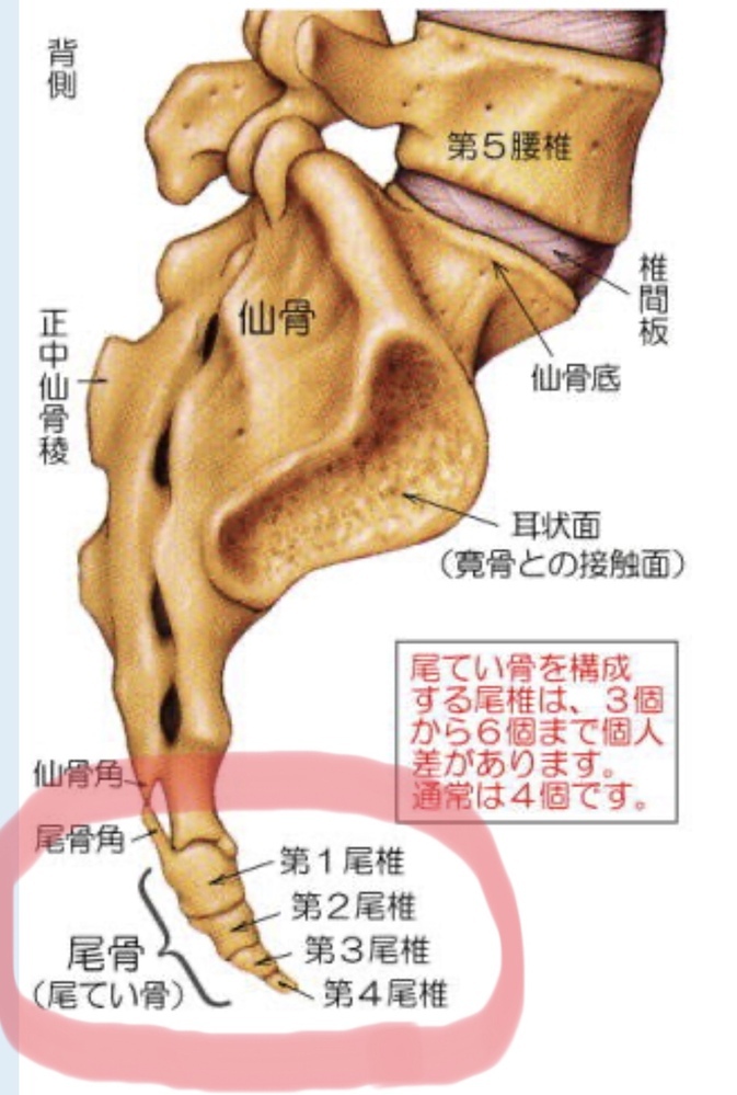 ここ2ヶ月ぐらい30分ぐらい座っていると尾てい骨が痛くなります たまに Yahoo 知恵袋