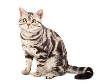 うちの猫です 母猫がアメリカンショートヘアとスコティッシュフォール Yahoo 知恵袋