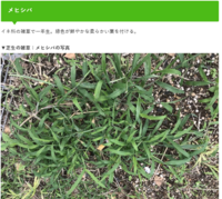 芝生に笹 のような雑草が生えてます 抜こうとしても根まで抜けま Yahoo 知恵袋