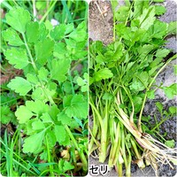 セリをいただいたのですが セリの匂いがしません セリじゃないような気がす Yahoo 知恵袋