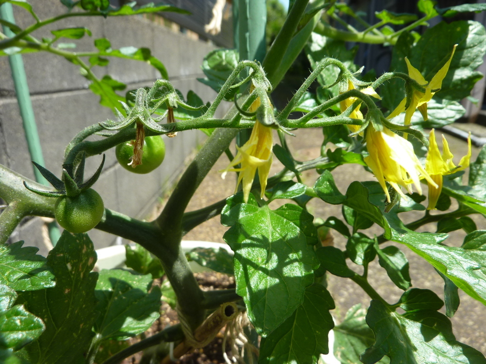 ミニトマトの花が落ちました ベランダでミニトマトを栽培しています 1段目に蕾 Yahoo 知恵袋