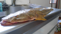 サーフからのマゴチ釣りでワームの底のずる引きで釣れますか マゴチは底を這 Yahoo 知恵袋