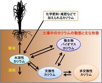 畑を再生させる場合 肥料と培養土のどちらを使った方が良いですか また 肥料 Yahoo 知恵袋