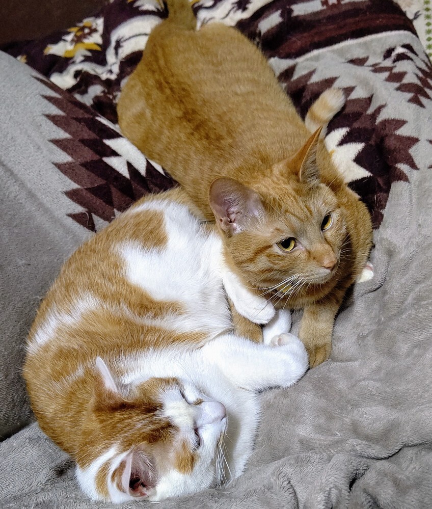 ぐちゃぐちゃのサビ猫からでも綺麗な猫が産まれたりするのか 綺麗なといっても Yahoo 知恵袋