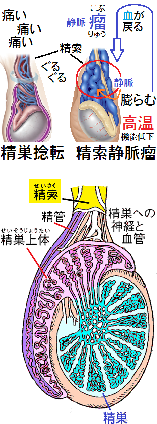 痛い 睾丸