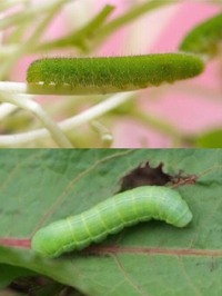 2日前にブロッコリーに青虫がいて 蝶になるまで飼う事にしまし Yahoo 知恵袋