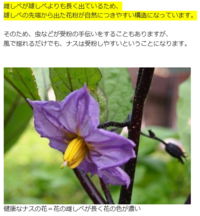 ナス 枝豆などの受粉して実がなる野菜に 苗の時から防虫ネット Yahoo 知恵袋