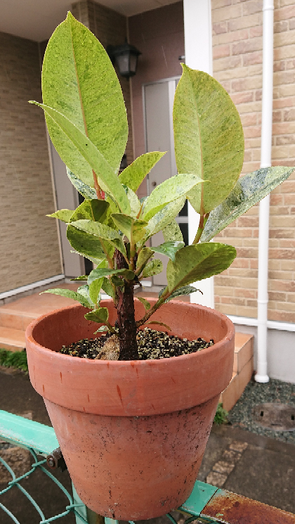 ゴムの木の成長点が折れました。 - 移動しようと思い、自分の身長よ