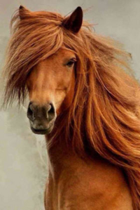 馬の顔ってみんな同じに見えるんですがイケメンとか綺麗な顔 ブサイクな顔と Yahoo 知恵袋