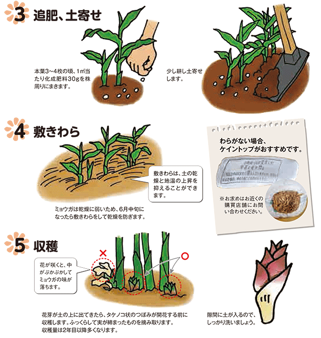 みょうがの芽が出てきてそのまま放置して育てたらどうなりますか 花が咲いて終 Yahoo 知恵袋