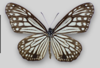 鬼滅の刃の胡蝶しのぶの羽織って なんの種類の蝶の模様なんですか Yahoo 知恵袋