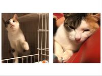 猫についての質問です 大人にはなっても目がクリクリな種類は何で Yahoo 知恵袋