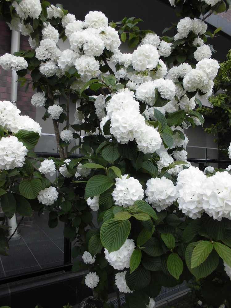 この花の名前を教えてほしいです オオデマリといいます 咲き Yahoo 知恵袋