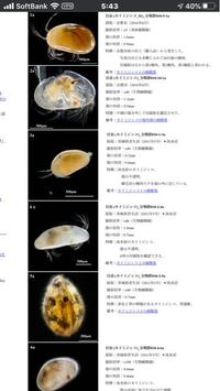 ビオトープのメダカの餌にと思い近くの溜池からミジンコを採取してきたのです Yahoo 知恵袋