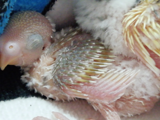 生後17日のセキセイインコの雛です 色と性別の予想して Yahoo 知恵袋