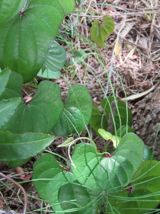 この葉っぱってなんの植物の葉なんでしょうか ツル科の植物とはわかるんで Yahoo 知恵袋