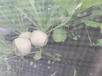 ラディッシュの土寄せのタイミング遅かったでしょうか ｇｗ前から種を植えて Yahoo 知恵袋