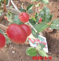 家庭菜園のイチゴの実が灰色カビ になっていたり 赤い実が白い粉をか Yahoo 知恵袋