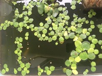 メダカのビオトープを作るにはどれくらいの費用がかかりますか Yahoo 知恵袋