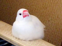 文鳥が可愛すぎます 寝顔も可愛いしおにぎりみたいな顔も可愛いし歩いて Yahoo 知恵袋