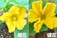 カボチャの雄花です 受粉可能ですか まだ蕾です 添付の写真ぐらいに咲 Yahoo 知恵袋