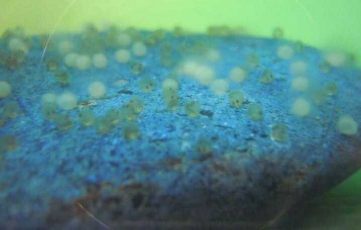 至急 金魚が卵を産みその卵がオレンジに なっているのですが生きてるので Yahoo 知恵袋