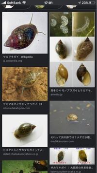 メダカの水草についてきたと思われるタニシ です メダカの産卵の季 Yahoo 知恵袋