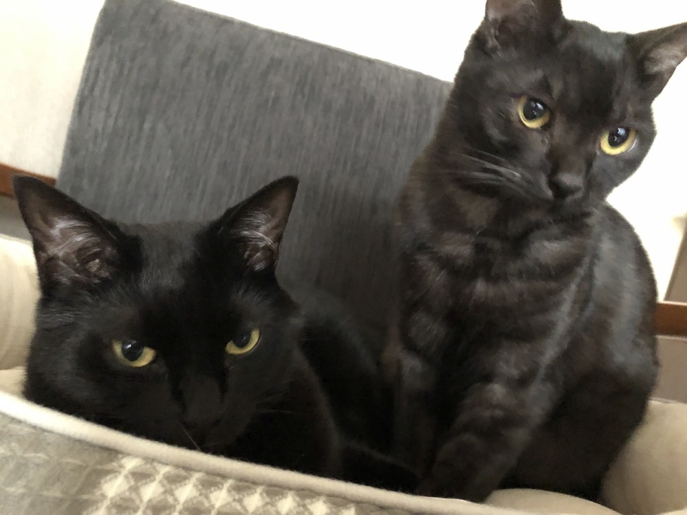 【SALE／37%OFF】 黒猫を我が家に迎えいれましたが黒猫なのかわかりません その他