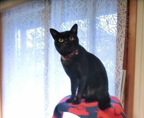 黒猫を我が家に迎えいれましたが黒猫なのかわかりません