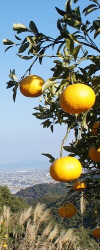 夏ミカンの実がついたのに次々と実が落ちるのはどうしてでしょうか Yahoo 知恵袋