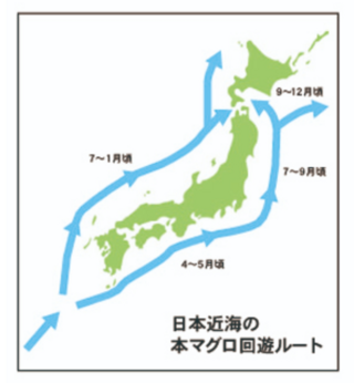 マグロは暖かいところの生き物なのに青森 大間で取れるのはどうしてか マ Yahoo 知恵袋