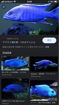 青い熱帯魚を探してます 青グラミーと 青ラミレジィ以外に中型 Yahoo 知恵袋