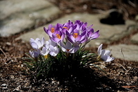 ムスカリの球根を掘り上げても良いでしょうか 今春 紫色の花で楽しませてくれた Yahoo 知恵袋