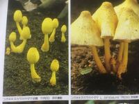 このキノコわかる人いますか 一日で生えてきました Yahoo 知恵袋