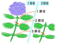 紫陽花の剪定の事で２点お尋ねします 地植えの隅田の花火が今年も Yahoo 知恵袋