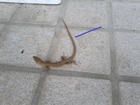 カナヘビのしっぽが赤っぽく変色している気がします 何かの病気でしょうか Yahoo 知恵袋