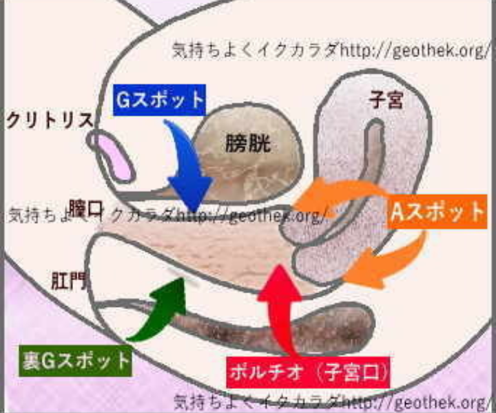 子宮口とはどこら辺ですか 指で触れたらわかりますか また 膣に Yahoo 知恵袋