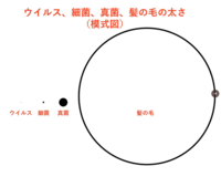 髪の毛の太さはなんミクロン で コロナウイルスはその何分の1ですか Yahoo 知恵袋