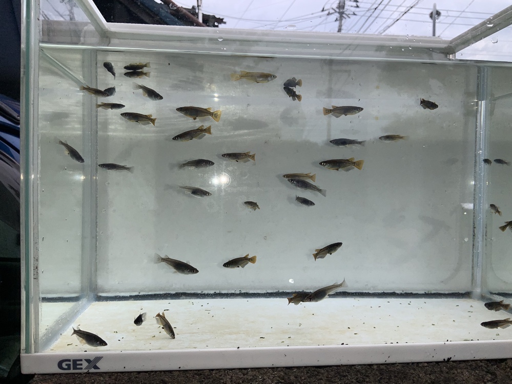 値下げ】メダカや金魚などの屋外飼育に コレクション 巨大塩ビドラム（水槽）